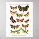 Search for moth posters Lithograph