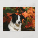 Search for headshot postcards Autumn