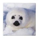 Search for harp tiles seal
