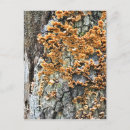 Search for fungus vertical postcards Forest