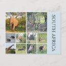 Search for south african postcards Kruger national park