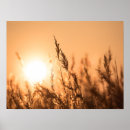 Search for backlighting posters Sunset
