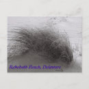 Search for beach grass postcards Shore