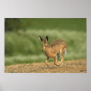 Search for brown hare posters Animal