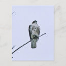 Search for red tails postcards Wild