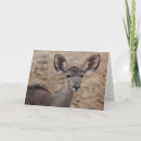 Search for ear cards Animals
