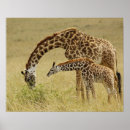 Search for camelopardalis posters Kenya