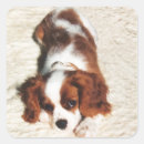 Search for little king stickers Animal