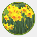 Search for narcissus stickers Yellow