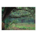 Search for oak tree posters Spanish moss
