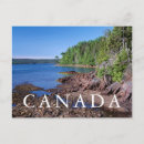 Search for conifer postcards Forest