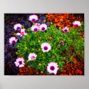 Search for osteospermum art African daisy