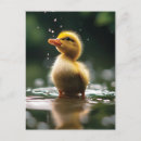 Search for baby ducklings postcards Water