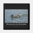 Search for loon magnets Wilderness