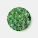 Search for moss magnets Plant