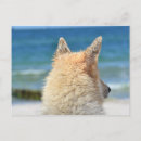 Search for white german shepherd postcards Pet