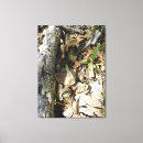 Search for morel art Nature