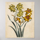Search for jonquil art Botanical