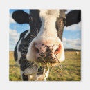 Search for cow magnets Holstein