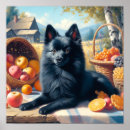 Search for schipperke posters Puppy