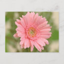Search for gerbera daisy postcards Pink