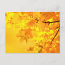 Search for maple leaves postcards Trees