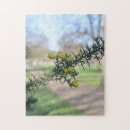 Search for early spring Photography