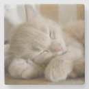 Search for one animal barware Pets