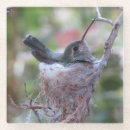 Search for hummingbird coasters Wildlife