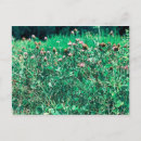 Search for thistles postcards Garden