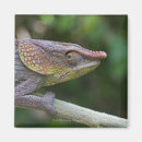 Search for chameleons magnets Reptiles