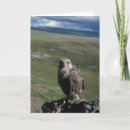 Search for carnivore cards Arctic