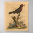 Search for vintage natural history posters Antique