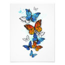 Search for blue butterfly illustration posters Morpho