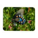 Search for blue butterfly rectangular magnets Nature