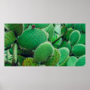Search for spines posters Cactus