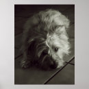 Search for long black hair posters Dog
