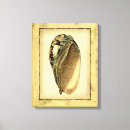 Search for seashell canvas prints Conch