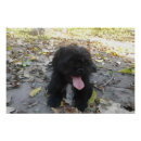 Search for pug posters Dog