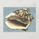 Search for shading postcards Seashell