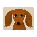 Search for red haired magnets Dachshund