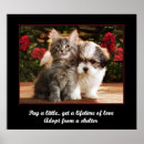 Search for pet adoption posters Kitten
