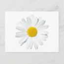 Search for single flower horizontal postcards Blossom