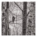 Search for hawk paintings posters Wildlife