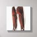 Search for leg muscle art Illustration