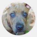 Search for pit stickers Bully breed