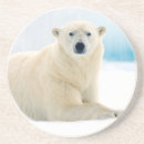 Search for boar coasters Fauna