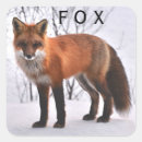 Search for red fox stickers Nature