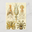 Search for octopus illustration postcards Marine life