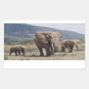 Search for elephant photo stickers Adam jones